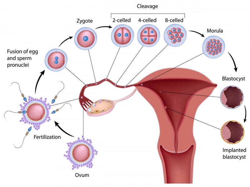 Az ovuláció tünetei