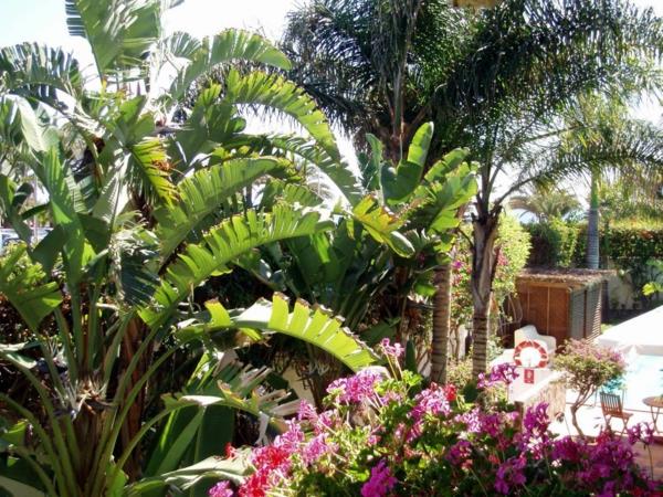 palmu puutarhassa vaaleanpunainen geraniums banaani lajike
