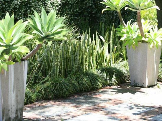 palmuja välimeren puutarhan suunnitteluideoita kasvityyppejä