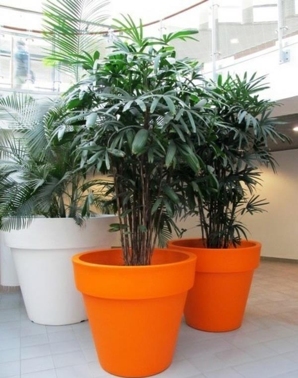 kämmenet sisäkasvit rhapis excelsa lady palm väriset kukkaruukut