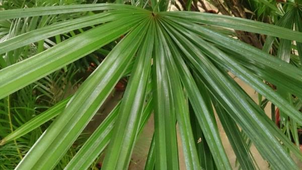 kämmenet sisätilojen kasvit rhapis excelsa lady palm vihreät kasvit lehdet