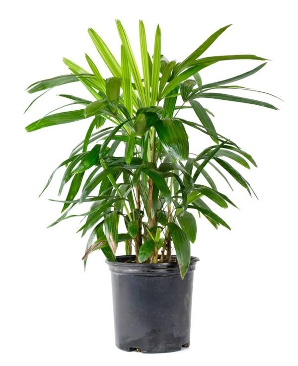 palmujen tyypit sisäkasvit rhapis excelsa lady palm green vihreät kasvit