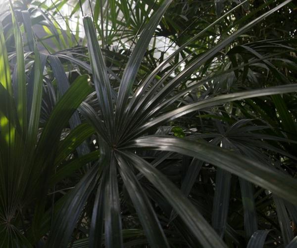 kämmentyypit sisätilojen kasvit rhapis excelsa lady palm iso sauvapalmu
