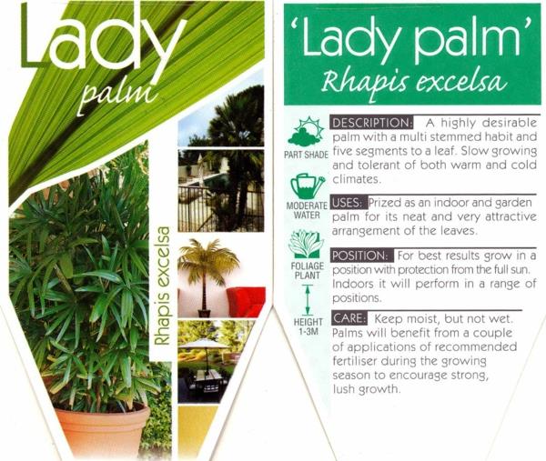 palmutyypit sisäkasvit rhapis excelsa lady palm stick palm