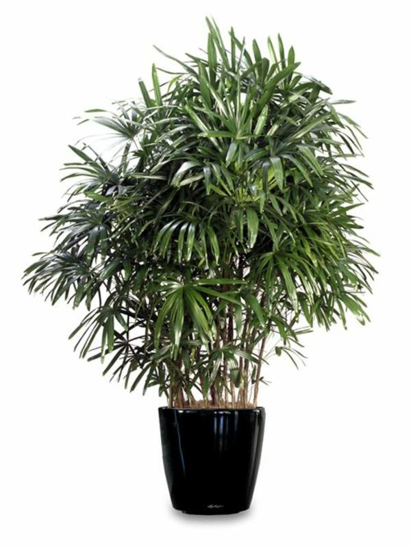 tyyppiset kämmenet sisäkasvit rhapis excelsa lady palm sisäkasvit helppohoitoisia