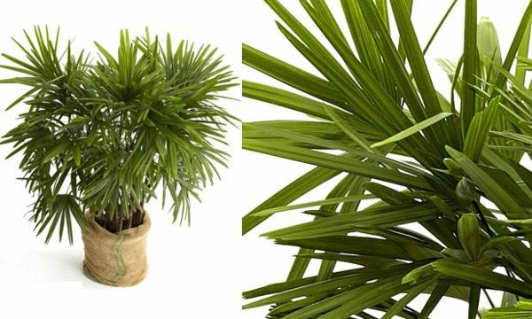 palmutyypit sisäkasvit rhapis excelsa tikku palmunvihreät kasvit