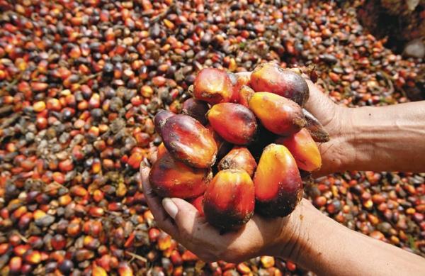Palmuöljyn terveellinen tuotanto