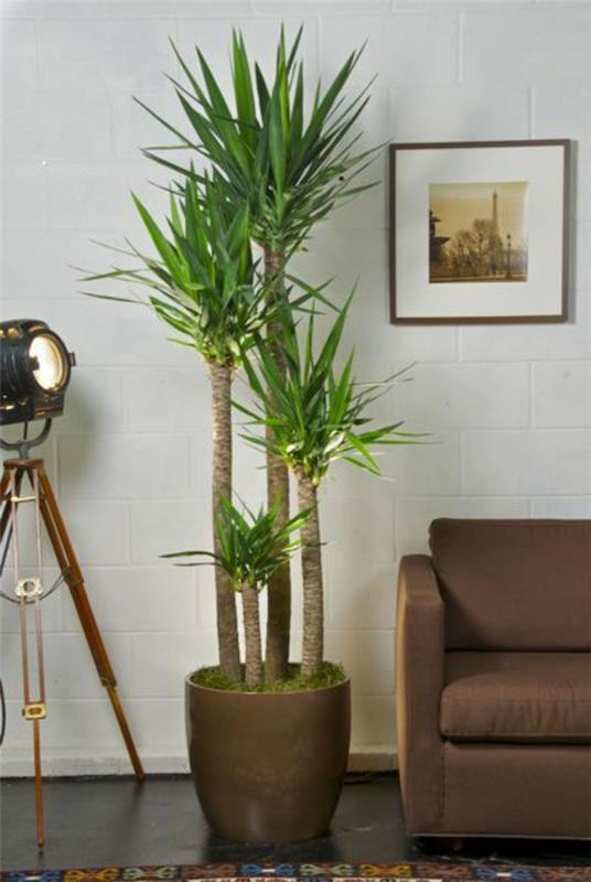 kamera yucca
