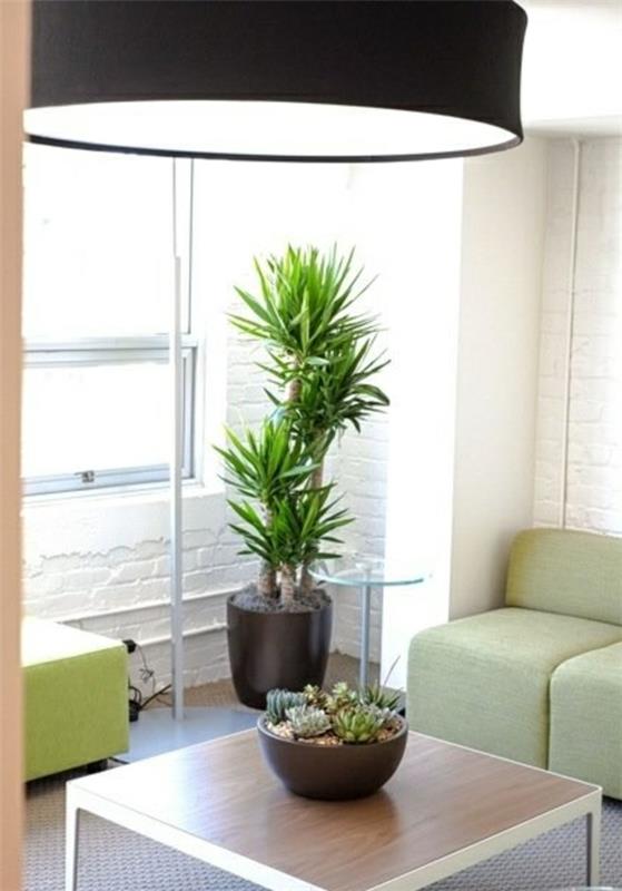olohuone yucca