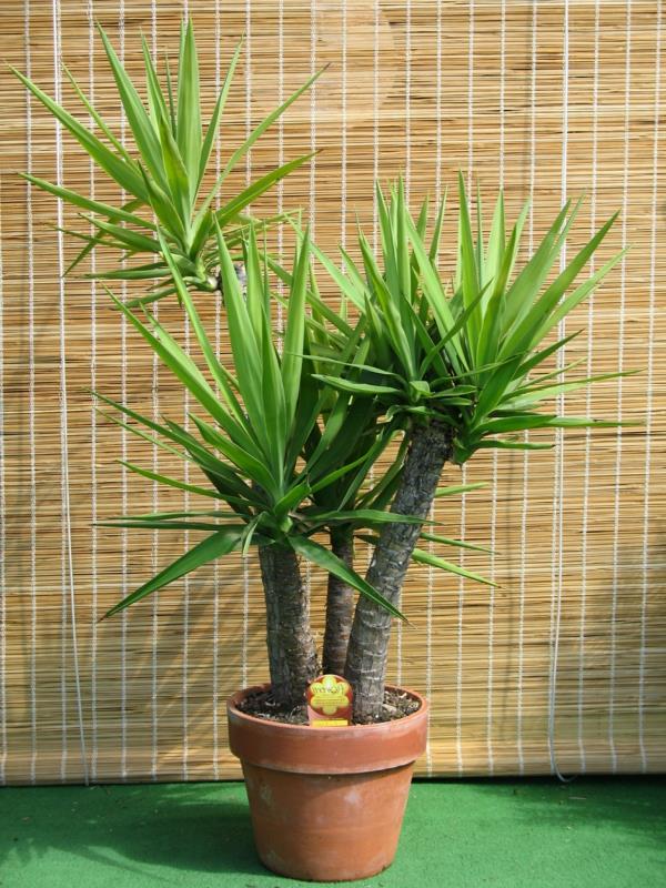 yucca bambu sokea