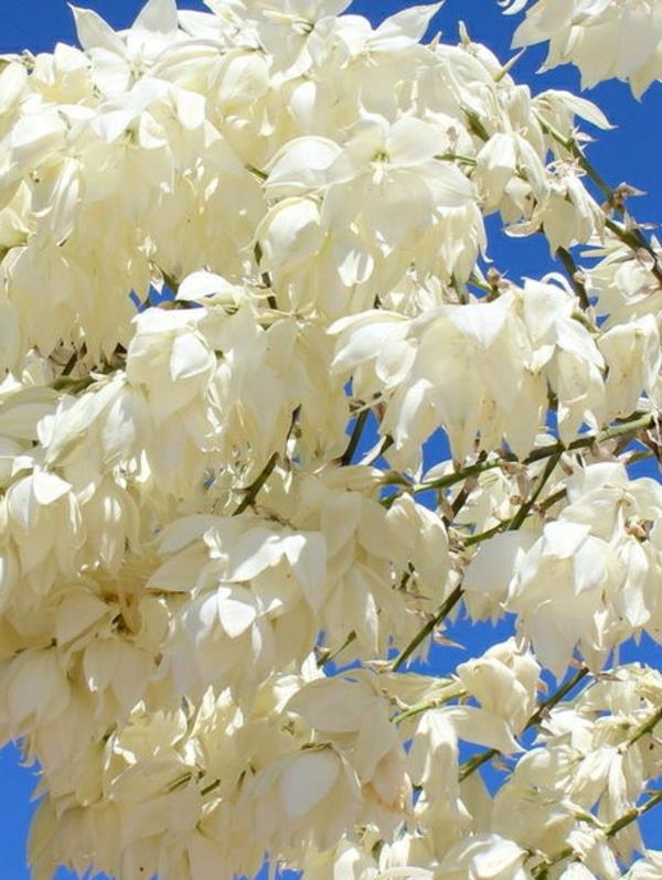 yucca -kukat valkoiset