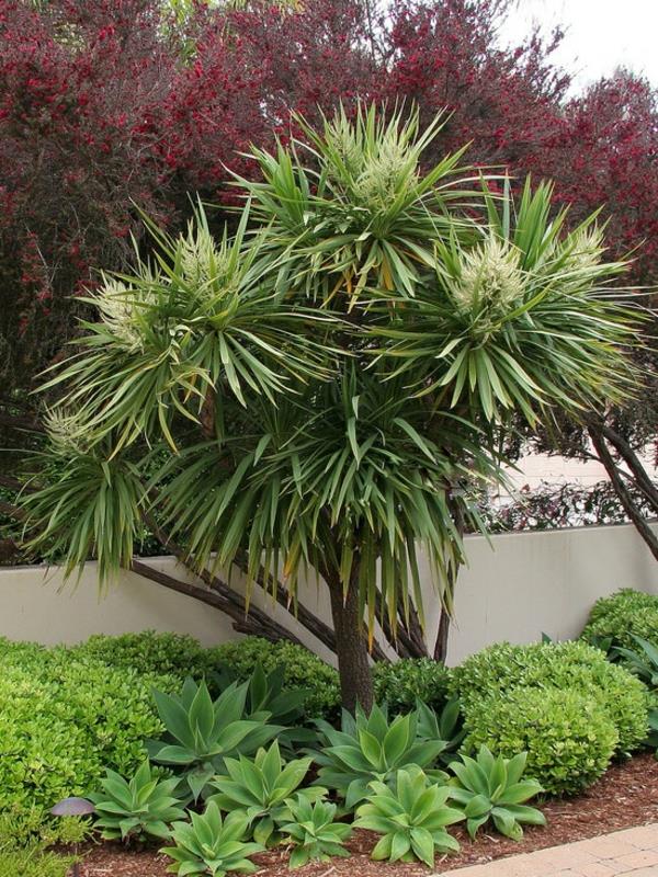 yucca -piha