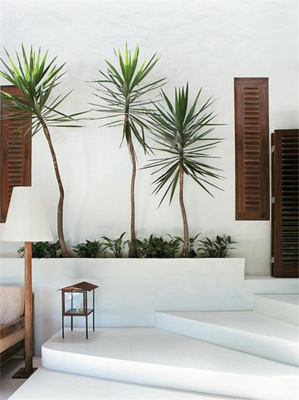 yucca -piha