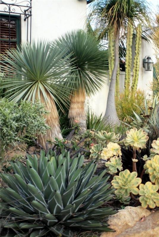 yucca -kämmenet
