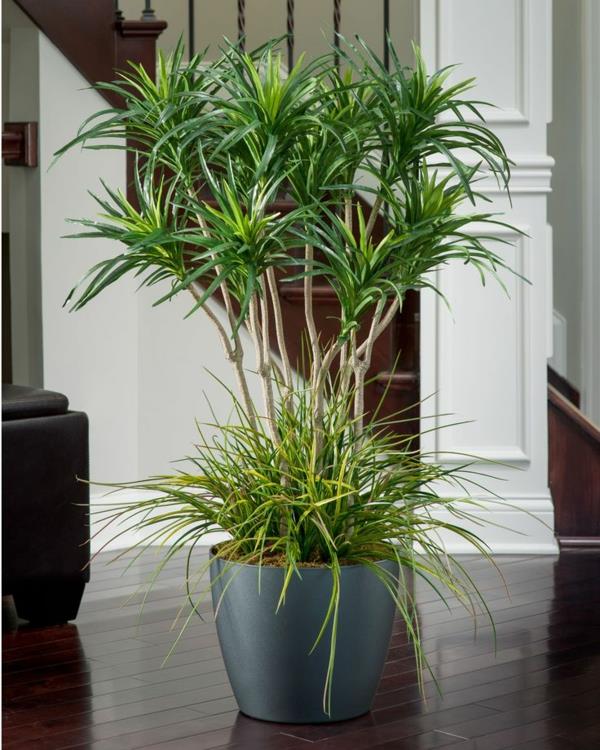 palm lilja yucca kasvi