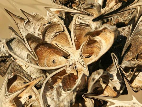 palmu lilja yucca siemen palkki
