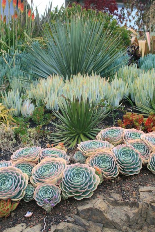 yucca -mehikasveja ulkona
