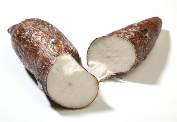 palmu lilja yucca -juurileikkaus