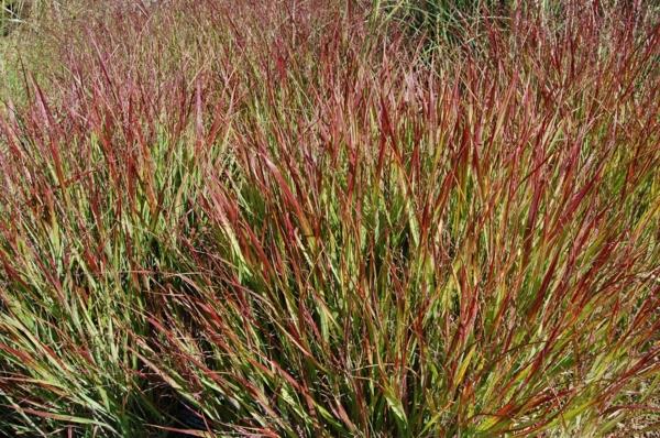 vuoden panicum virgatum -kukka