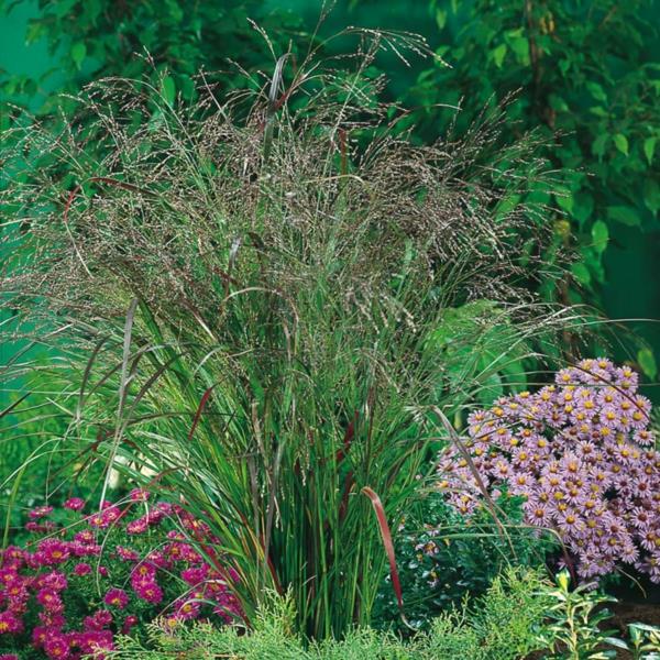 vuoden panicum virgatum -pensas