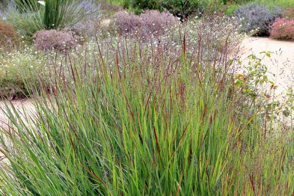 panicum virgatum koristekasvi