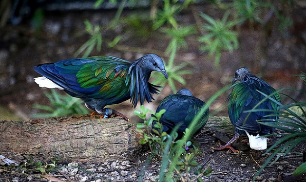parker-i-andaman-og-nicobar_galathea-nationalpark