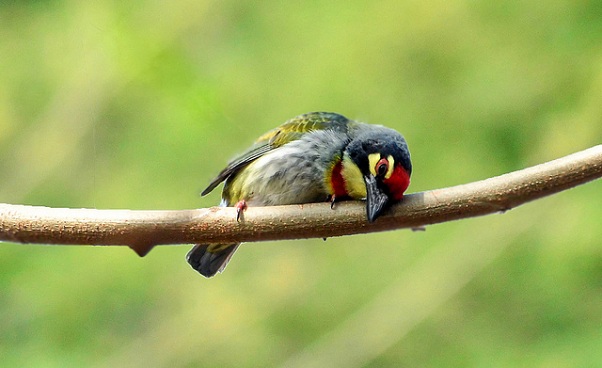 parker-in-haryana-saraswati-wild-life-sanctuary