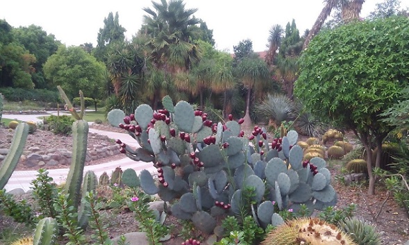 parkok-in-haryana-kaktusz-kert
