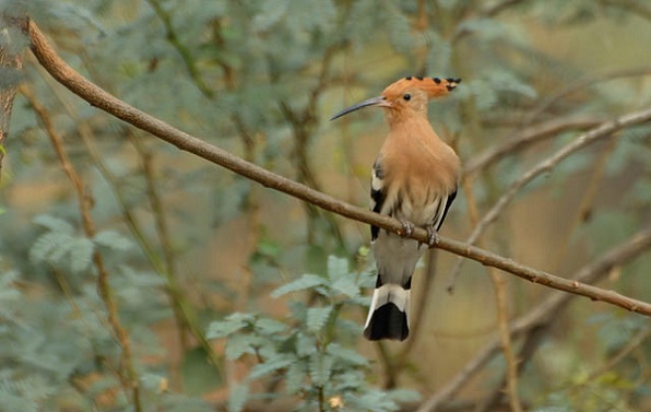 Sultanpura nationalpark i haryana