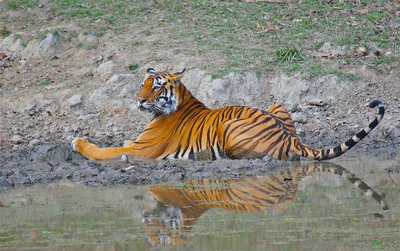 parks-in-madhya-pradesh-kanha-tigris-rezervátum