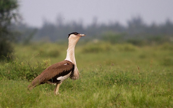 parks-in-madhya-pradesh-karera-wildlife-szentély