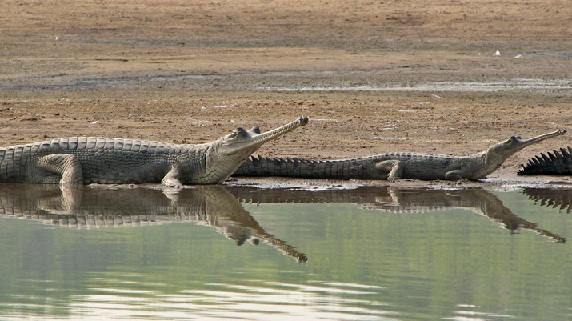 parker-i-madhya-pradesh-ken-gharial-helligdom