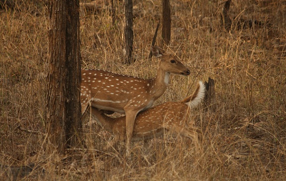 parks-in-madhya-pradesh-panna-national-park