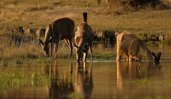 parker-i-madhya-pradesh-pench-nationalpark