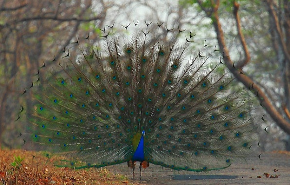 parkok Maharashtrában