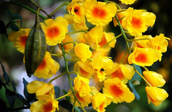 parker-i-manipur-khonghampat-orchidarium