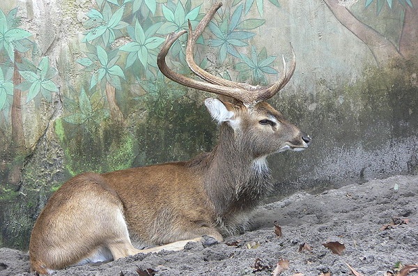 parker-i-manipur-keibal-lanjao-nationalpark