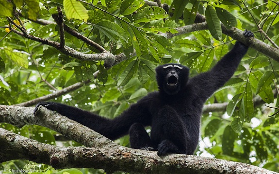 parks-in-meghalaya-hoolock-gibbon-rezervátum