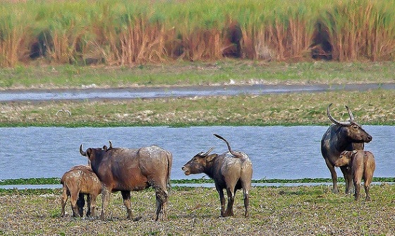 parkok Meghalayában