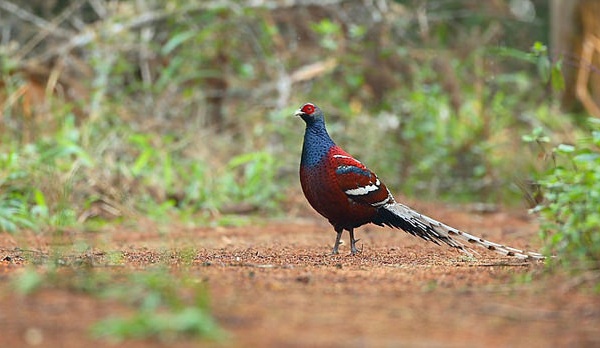 parker-i-mizoram-murlen-national-parker-i-mizoram-park