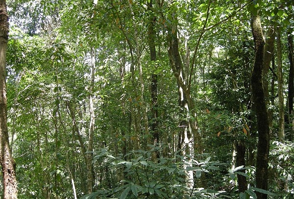 parker-i-mizoram-dampa-tiger-reserve
