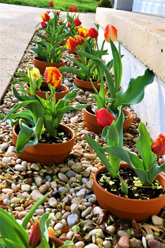 patio ideoita etupihan suunnittelu pikkukivet tulppaanit