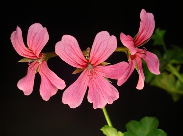 geranium Pelargonium peltatum kaunis väri