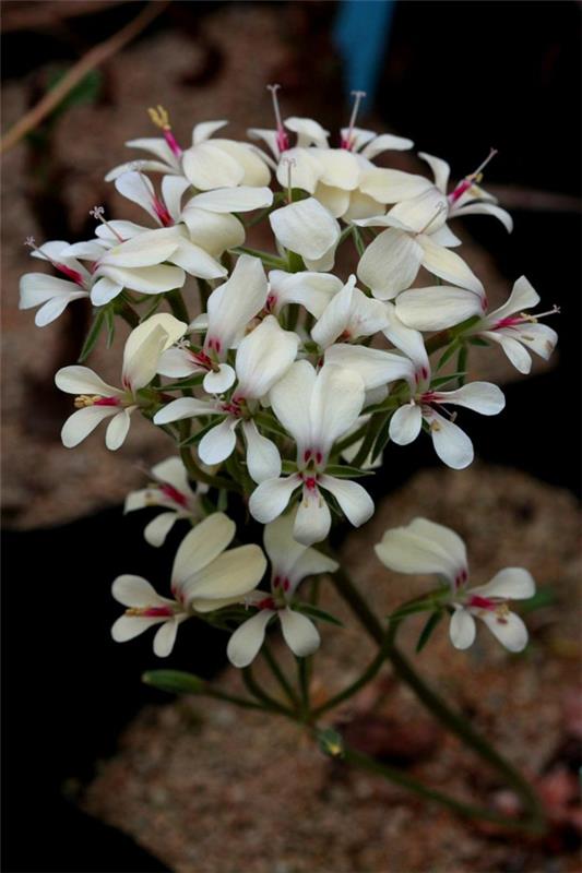 kurjenpolven puutarhakasvit Pelargonium grenvilleae