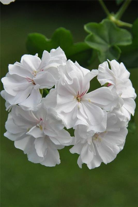kurjenpolvi puutarhakasveja valkoisia kukkia