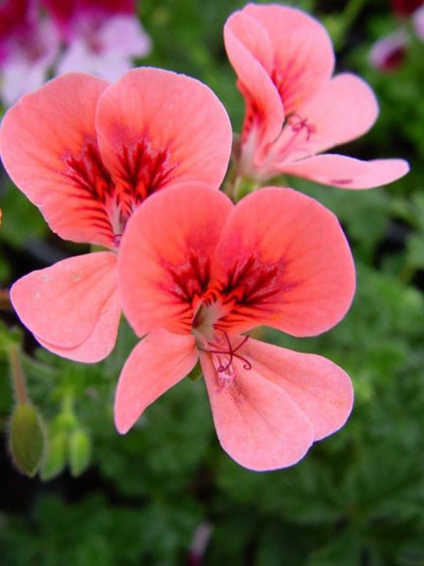 kurjenpolvi oranssi kukat puutarhakasvit pelargonium