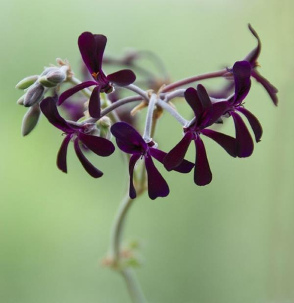 geraniums pelargonium sidoides puutarhakasvit