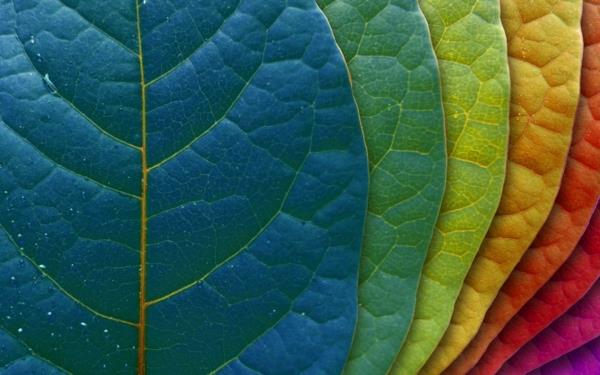 täydelliset värit sisustukseesi värikkäät lehdet