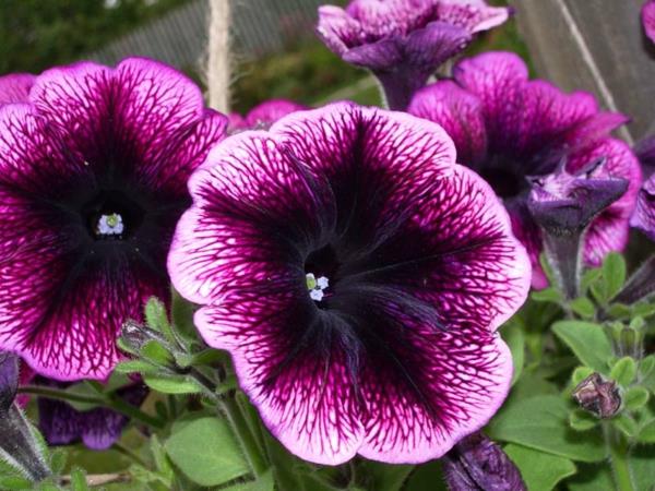 petuniat tarkoittavat violetteja puutarhakasveja