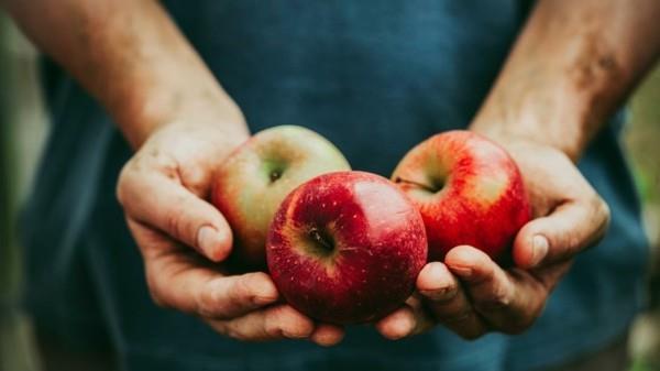 syödä omenoita terveinä ekadashi -päivinä terapeuttinen paasto